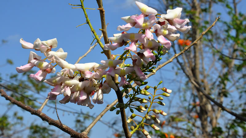 Cùng về Bắc Ninh ngắm hoa đỗ mai nở rộ